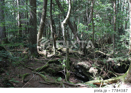 夏の青木ヶ原樹海 夏の青木ヶ原樹海 7784387