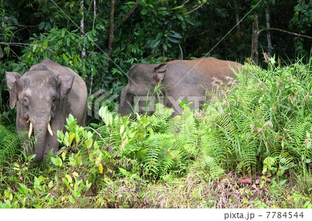 Borneo pygmy elephant （ボルネオゾウ） 7784544
