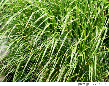 斑入り模様が美しい「タカノハススキ」 7784593