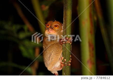 Western Tarsier （ニシメガネザル） 7784612