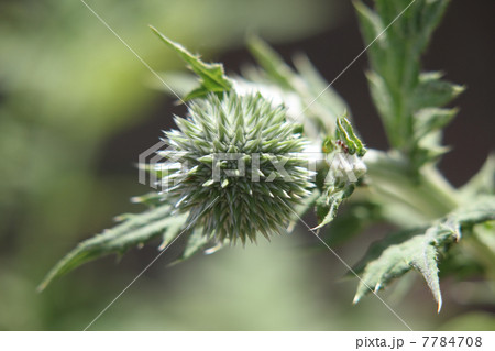 アーティーチョーク 7784708