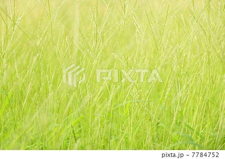 夏の草 7784752