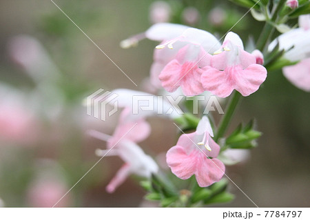 サルビア・コクシネア 7784797