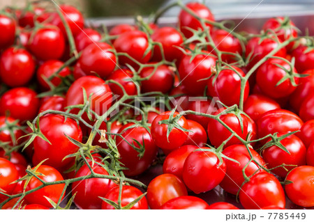 group fresh small red tomato on branch group fresh small red tomato on branch 7785449