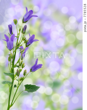 blooming flowers 7785528