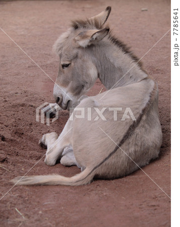 ひと休み ロバ ひと休み ロバ 7785641