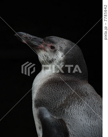 フンボルトペンギンの幼鳥 よこ顔 フンボルトペンギンの幼鳥 よこ顔 7785642