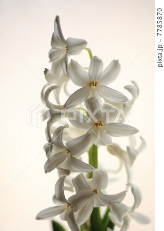 ヒャシンス（白） 7785870