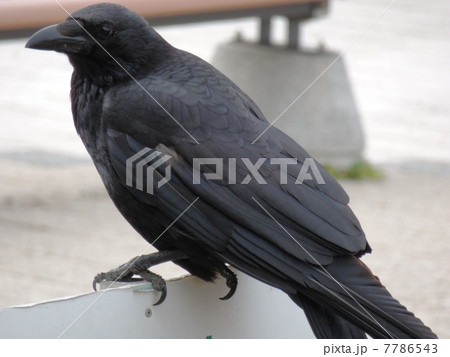 カラス カラス 7786543