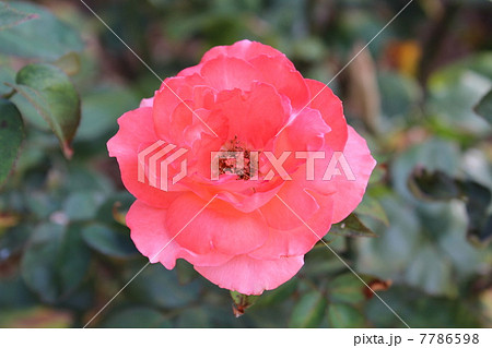 バラの花 バラの花 7786598