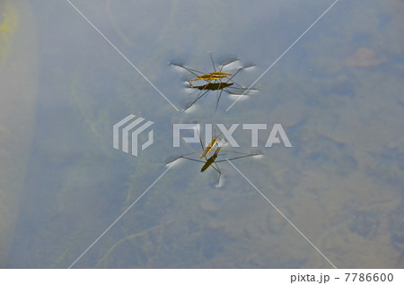 水面を移動する「アメンボ」二匹(埼玉県寄居町) 水面を移動する「アメンボ」二匹(埼玉県寄居町) 7786600