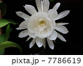 月下美人02 7786619