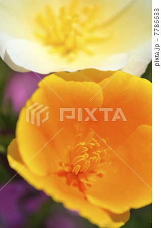 ハナビシソウ(花菱草) ハナビシソウ(花菱草) 7786633