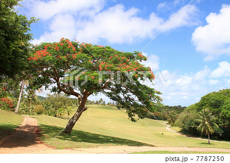 南洋桜 南洋桜 7787250