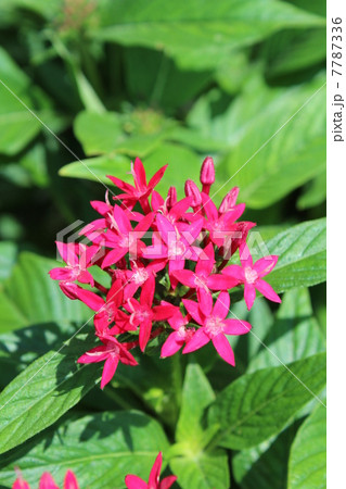 ペンタス 7787336