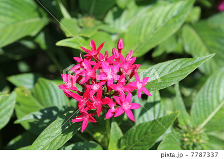 ペンタス 7787337