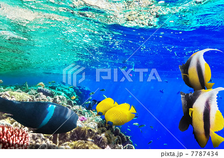 Coral and fish in the Red Sea. Egypt, Africa. 7787434