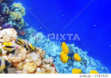 Coral and fish in the Red Sea. Egypt, Africa. 7787435