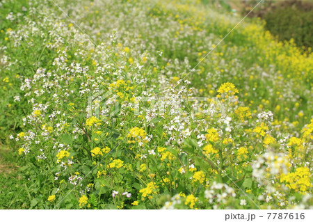 菜の花 7787616