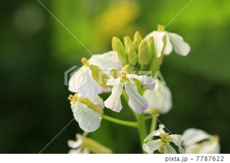 大根の花 大根の花 7787622