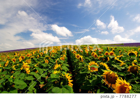 Portrait of young woman Portrait of young woman 7788277
