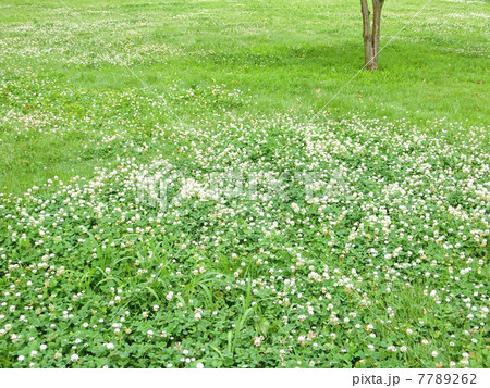 白詰草の花が咲く芝生広場の写真素材