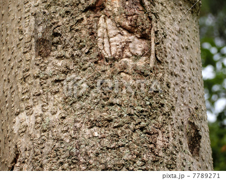 ニイニイゼミ 7789271