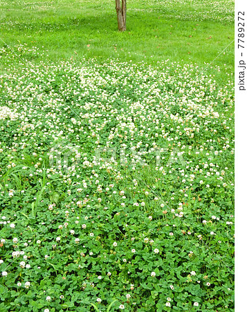 白詰草の花が咲く芝生広場の写真素材