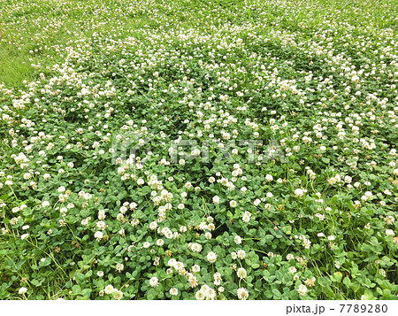 シロツメクサの花が咲く原っぱ 7789280