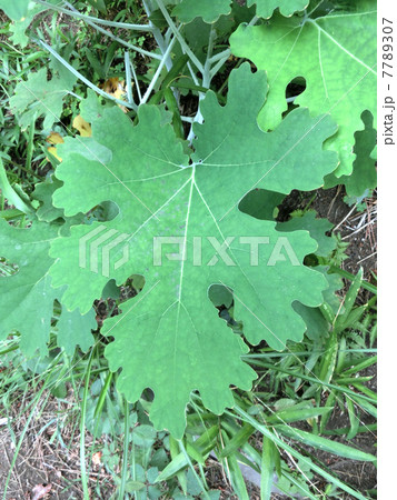 タケニグサの葉 タケニグサの葉 7789307