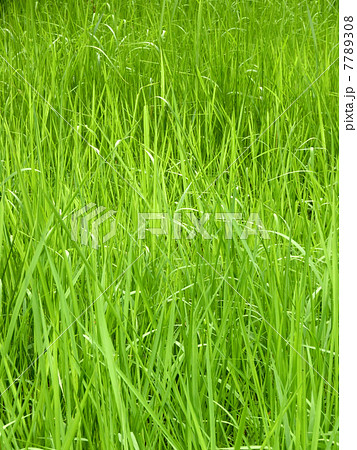 細長い草の草地 細長い草の草地 7789308