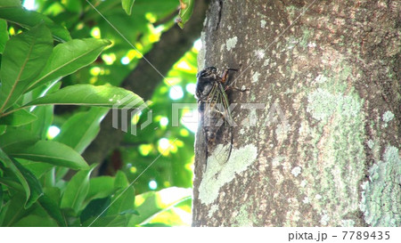 ミンミンゼミ 7789435