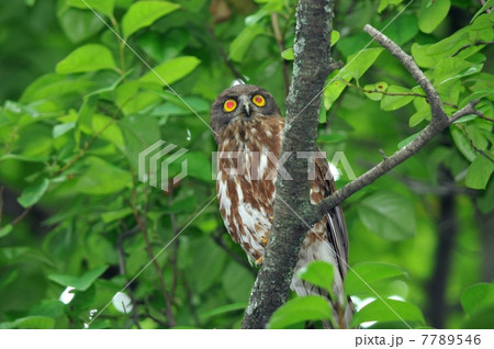 アオバズク 7789546