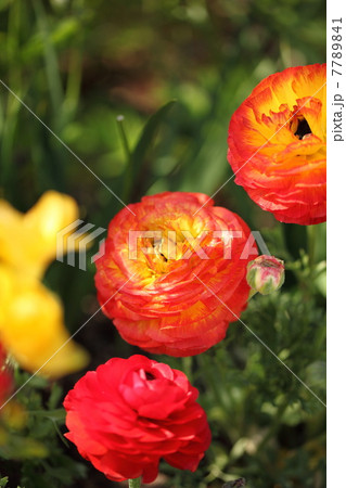 ラナンキュラス 7789841