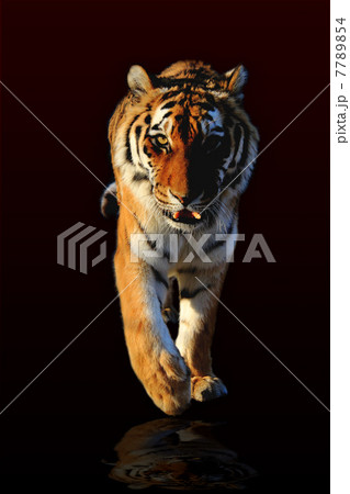 Tiger Tiger 7789854