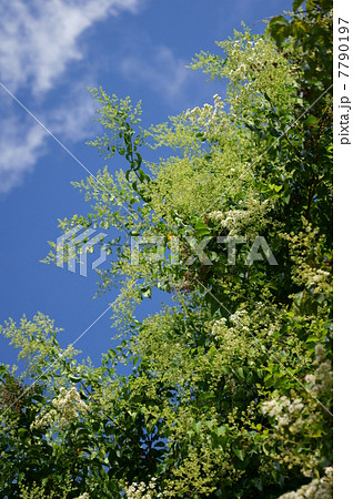 島百日紅　シマサルスベリと申します。 7790197