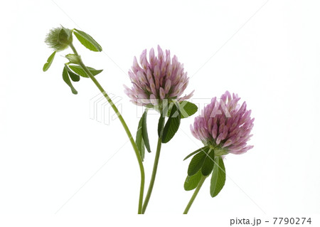 紫詰草の花と蕾と三つ葉 7790274