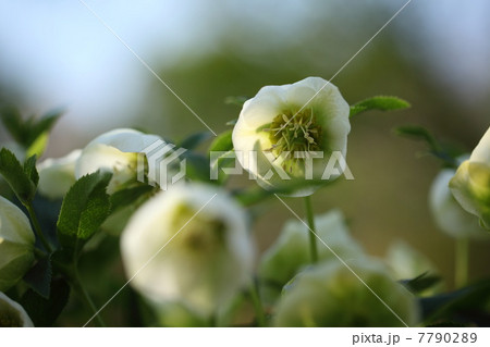 クリスマスローズ・ニゲル 7790289