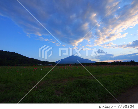 富士山とポピー 富士山とポピー 7790304