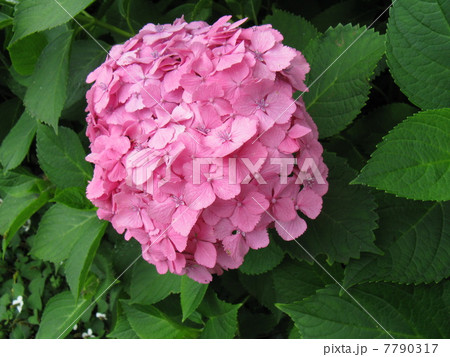 陽光に映える薄紅色の花、紫陽花 7790317