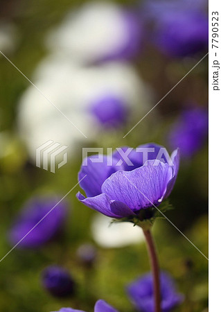 アネモネ（デカンンブルー） 7790523