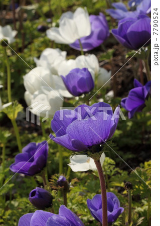 アネモネ（デカンンブルー） 7790524