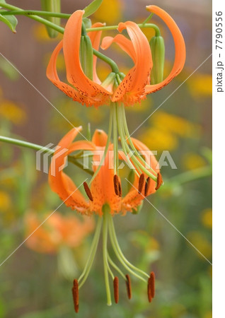 オニユリ オニユリ 7790556