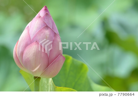 ハスの蕾 ハスの蕾 7790664