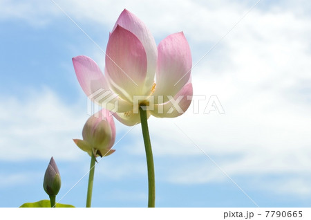ハスの花 7790665
