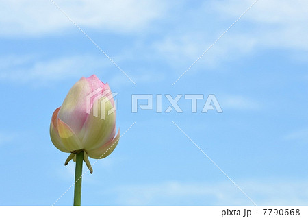 ハスの花 ハスの花 7790668