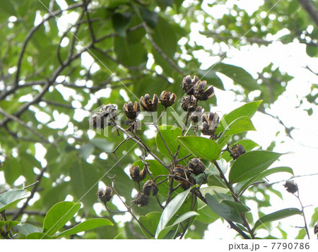 青空に映える桃色の花サルスベリの種ガラ 7790786
