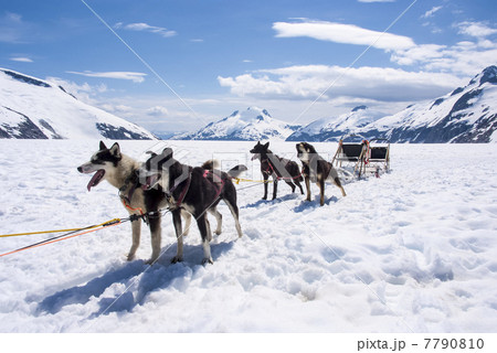 Husky Dog Sledding Husky Dog Sledding 7790810