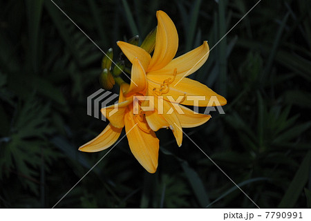 エゾカンゾウ 7790991