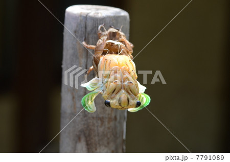 セミの羽化 7791089